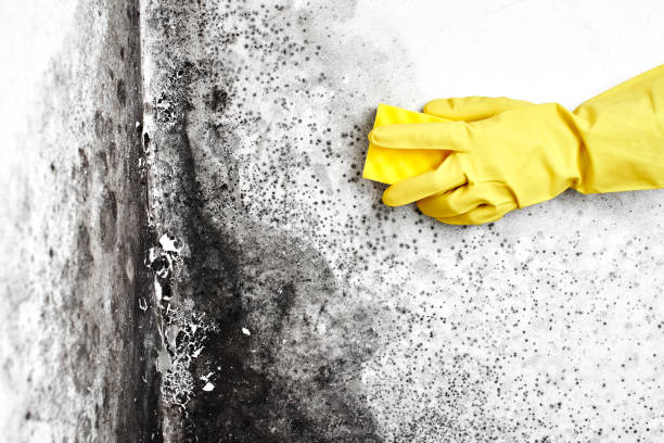 Mold Removal Process in Baidland, PA